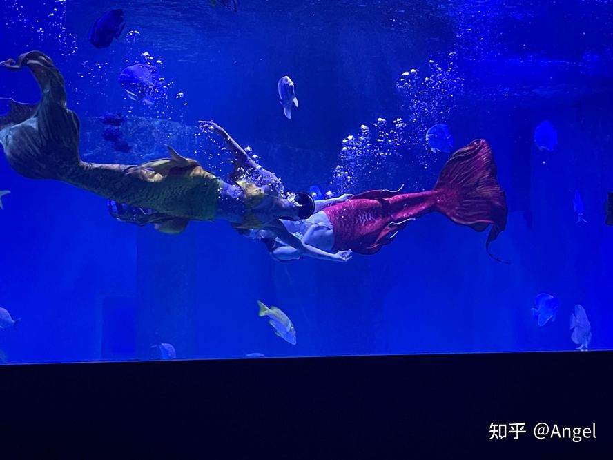 開水族館掙錢嗎知乎：水族館經營盈利情況探究 開水族館掙錢嗎知乎：水族館經營盈利情況探究 水族館百科（水族館加盟） 第4張