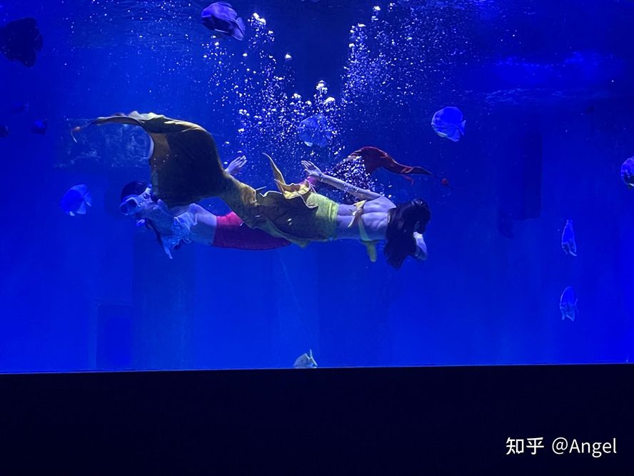 開水族館掙錢嗎知乎：水族館經營盈利情況探究 開水族館掙錢嗎知乎：水族館經營盈利情況探究 水族館百科（水族館加盟） 第5張