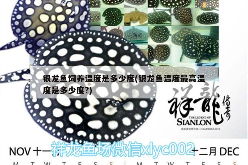 銀龍魚飼養(yǎng)溫度是多少度(銀龍魚溫度最高溫度是多少度?) 銀龍魚百科 第3張 銀龍魚飼養(yǎng)溫度是多少度(銀龍魚溫度最高溫度是多少度?) 銀龍魚飼養(yǎng)溫度是多少度(銀龍魚溫度最高溫度是多少度?) 銀龍魚百科 第3張