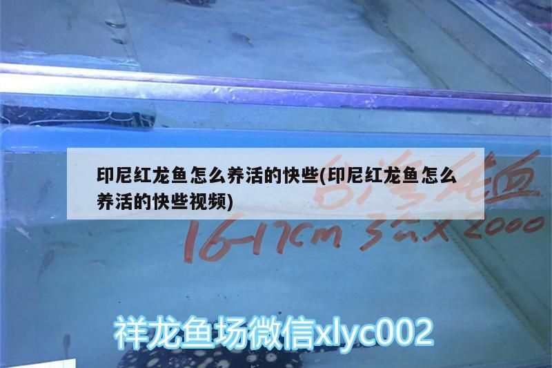 印尼紅龍魚怎么養活的快些(印尼紅龍魚怎么養活的快些視頻)