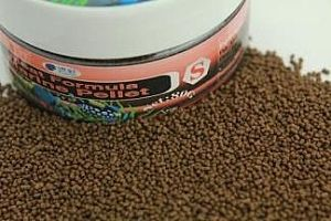 虎紋銀板魚飼料配方，虎紋銀板魚飼養方法和注意事項主要包括以下幾個方面