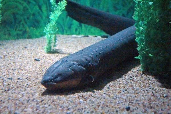開一家水族館需要些什么證件和手續(xù)（開一家水族館需辦理工商營業(yè)執(zhí)照、稅務(wù)登記證和稅務(wù)登記證和食品經(jīng)營許可證）