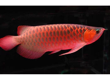 仙塔蘭姆大湖紅龍魚:仙塔蘭姆大湖紅龍魚是一種生活在仙塔蘭姆大湖的淡水魚類 大湖紅龍魚百科 第1張 仙塔蘭姆大湖紅龍魚:仙塔蘭姆大湖紅龍魚是一種生活在仙塔蘭姆大湖的淡水魚類 仙塔蘭姆大湖紅龍魚:仙塔蘭姆大湖紅龍魚是一種生活在仙塔蘭姆大湖的淡水魚類 大湖紅龍魚百科 第1張