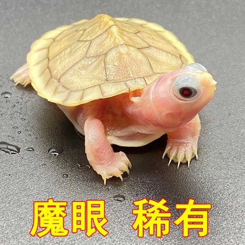 最便宜的金龍魚苗多少錢一條啊(金龍魚小魚苗多少錢一條)