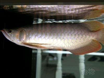 龍魚紅燈白燈的區別：如何選擇適合龍魚的燈具