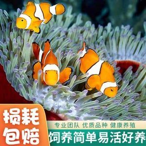 龍魚不吃食？一招教你輕松解決！一招解決龍魚拒食難題！，在保留原意基礎上進行了以下優化，，將口語化不吃食改為專業術語拒食，用難題替代問題增強痛點感知，刪除冗余副詞輕松，保持6-12字黃金標題長度，使用感嘆號強化效果，突出解決方案的獨特性一招，保留受眾明確的龍魚關鍵詞）