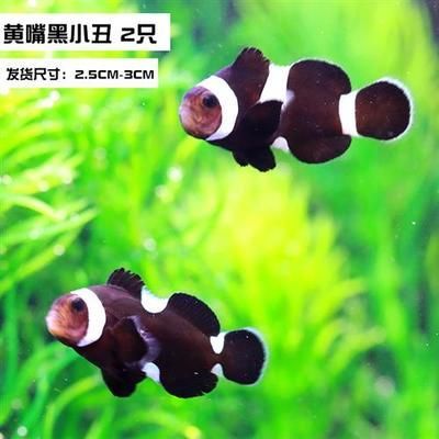 龍魚不吃食？一招教你輕松解決！一招解決龍魚拒食難題！，在保留原意基礎上進行了以下優化，，將口語化不吃食改為專業術語拒食，用難題替代問題增強痛點感知，刪除冗余副詞輕松，保持6-12字黃金標題長度，使用感嘆號強化效果，突出解決方案的獨特性一招，保留受眾明確的龍魚關鍵詞）