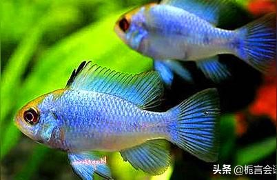 進(jìn)口元寶鳳凰魚（祥龍魚場）:元寶鳳凰和關(guān)刀區(qū)別