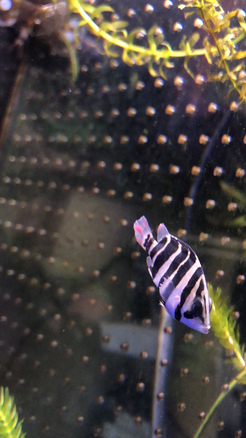 求助虎苗尾巴紅斑肚子脹氣怎么 求助虎苗尾巴紅斑肚子脹氣怎么 錦鯉魚百科 第3張
