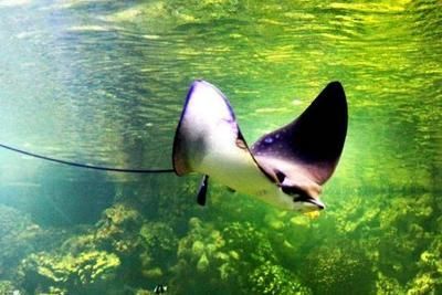 魟魚換水后翹嘴不愛動：魟魚在換水后翹嘴不愛動的現象可能是由多種因素引起的