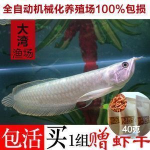 廈門龍魚vs廈門水族批發市場vs廈門水族館vs廈門魚缸批發市場vs祥龍魚場：廈門龍魚、廈門水族批發市場及各相關場所的發展現狀和市場趨勢 廈門龍魚vs廈門水族批發市場vs廈門水族館vs廈門魚缸批發市場vs祥龍魚場：廈門龍魚、廈門水族批發市場及各相關場所的發展現狀和市場趨勢 祥龍魚場各市分站 第5張