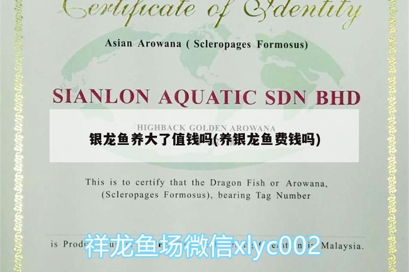 銀龍魚養大了值錢嗎(養銀龍魚費錢嗎)