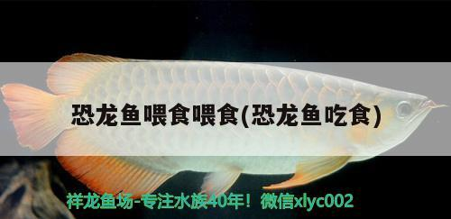 銀龍魚養大了值錢嗎(養銀龍魚費錢嗎)