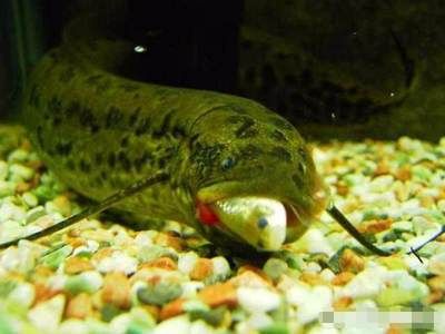 魚缸種水草好嗎(魚缸種水草的壞處) 黃金貓魚百科 第2張 魚缸種水草好嗎(魚缸種水草的壞處) 魚缸種水草好嗎(魚缸種水草的壞處) 黃金貓魚百科 第2張