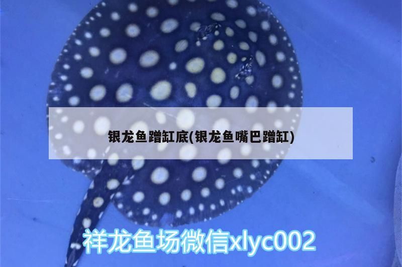 銀龍魚蹭缸底(銀龍魚嘴巴蹭缸)