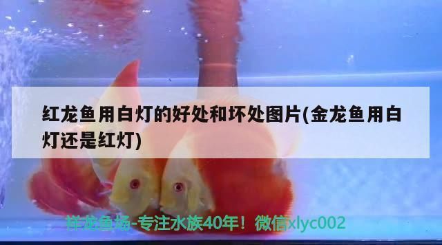 最大的金龍魚圖片欣賞大全：探秘最大金龍魚的震撼之美，圖片欣賞與背后的故事