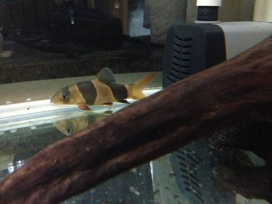 龍魚圖片真實(龍魚價格多少錢一只)