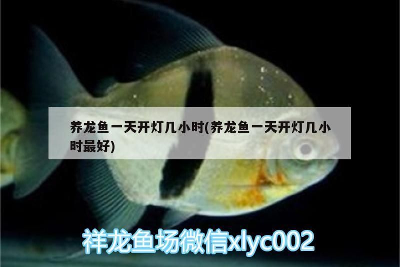 養(yǎng)龍魚一天開燈幾小時(養(yǎng)龍魚一天開燈幾小時最好) 黃金貓魚百科 第3張 養(yǎng)龍魚一天開燈幾小時(養(yǎng)龍魚一天開燈幾小時最好) 養(yǎng)龍魚一天開燈幾小時(養(yǎng)龍魚一天開燈幾小時最好) 黃金貓魚百科 第3張
