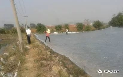 最大的金龍魚圖片大全：探尋最大的金龍魚圖片背后，神秘水族的震撼之美