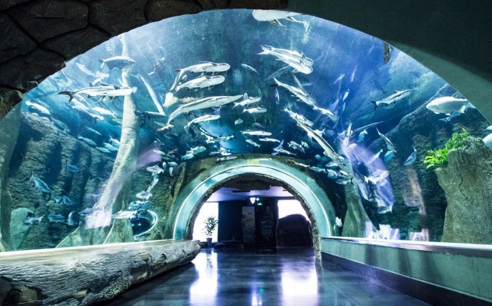 成都有沒有水族館（成都海洋館門票價格） 成都有沒有水族館（成都海洋館門票價格） 水族館百科（水族館加盟） 第2張