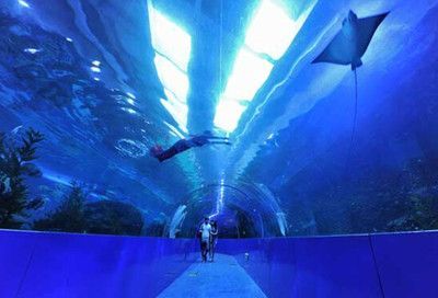 成都有沒有水族館（成都海洋館門票價格） 成都有沒有水族館（成都海洋館門票價格） 水族館百科（水族館加盟） 第4張