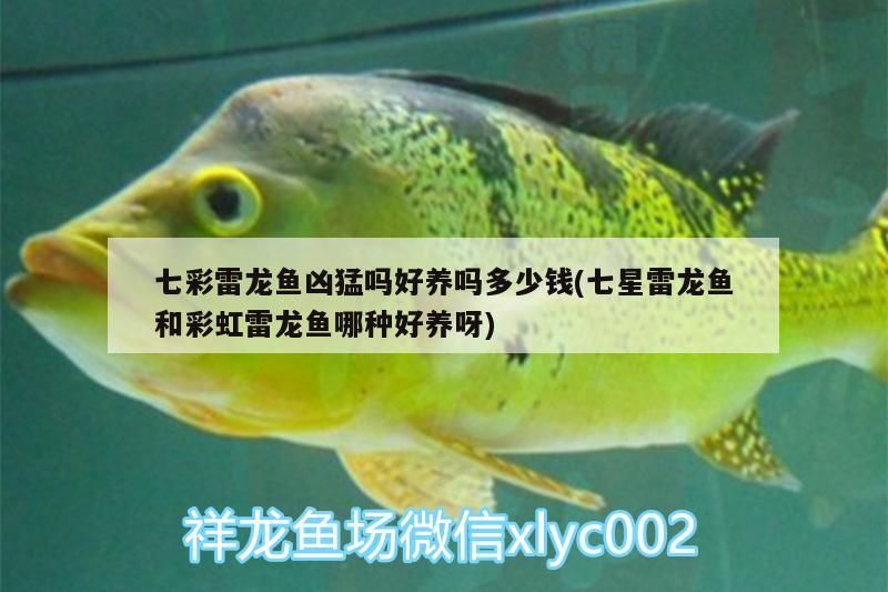 七彩雷龍魚兇猛嗎好養(yǎng)嗎多少錢(七星雷龍魚和彩虹雷龍魚哪種好養(yǎng)呀) 七彩雷龍魚兇猛嗎好養(yǎng)嗎多少錢(七星雷龍魚和彩虹雷龍魚哪種好養(yǎng)呀) 觀賞魚百科