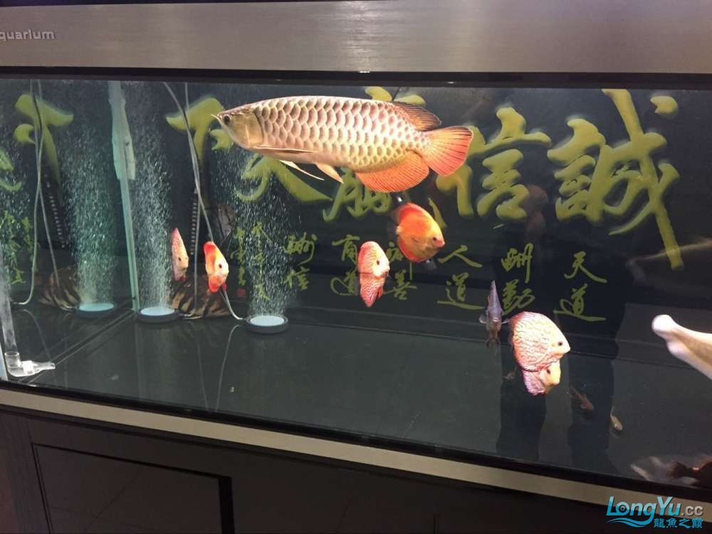 四海水族泰國貿易邀你來拼魚+從折騰到平靜