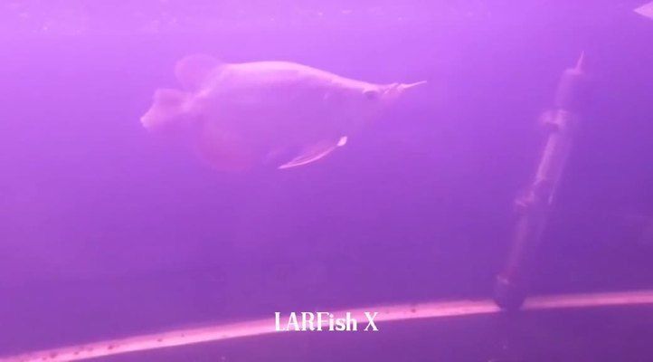 印尼大湖紅龍魚視頻大全播放圖片:印尼大湖紅龍魚的視頻資源和相關(guān)圖片信息 大湖紅龍魚百科 第5張 印尼大湖紅龍魚視頻大全播放圖片:印尼大湖紅龍魚的視頻資源和相關(guān)圖片信息 印尼大湖紅龍魚視頻大全播放圖片:印尼大湖紅龍魚的視頻資源和相關(guān)圖片信息 大湖紅龍魚百科 第5張