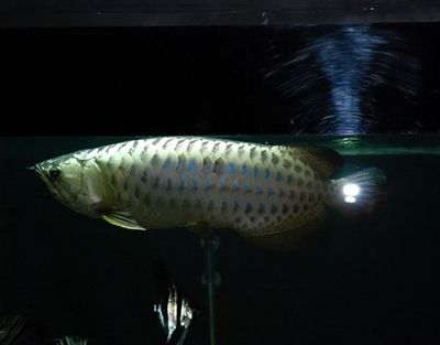 過背金龍魚能長多長：過背金龍魚在良好的飼養條件下可以長到40厘米之間