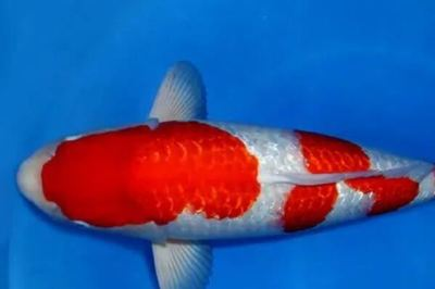 南美鰭龍魚能長多大(南美鰭龍魚能長多大啊)