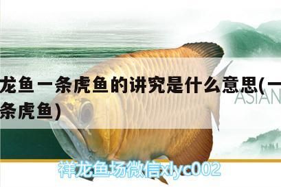 一條龍魚一條虎魚的講究是什么意思(一條龍配幾條虎魚) 一條龍魚一條虎魚的講究是什么意思(一條龍配幾條虎魚) 虎魚百科 第2張