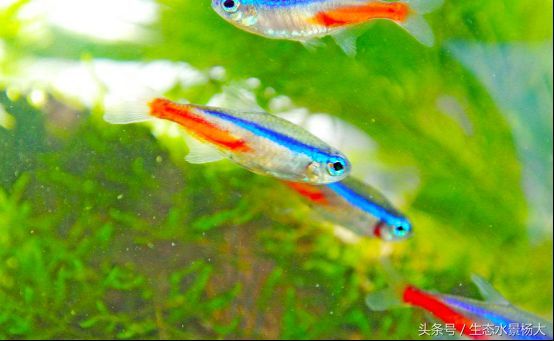 小型觀賞魚種類常見：小型觀賞魚有哪些品種？