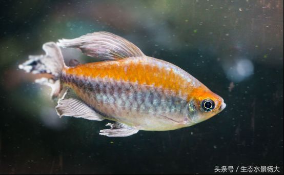 小型觀賞魚種類常見：小型觀賞魚有哪些品種？