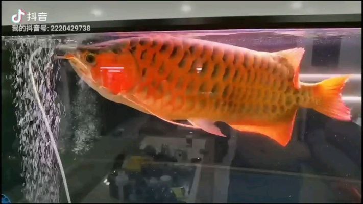綿陽龍魚vs綿陽水族批發(fā)市場vs綿陽水族館vs綿陽魚缸批發(fā)市場vs祥龍魚場:綿陽水族批發(fā)市場