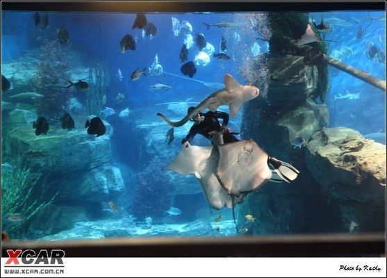 綿陽龍魚vs綿陽水族批發(fā)市場vs綿陽水族館vs綿陽魚缸批發(fā)市場vs祥龍魚場:綿陽水族批發(fā)市場