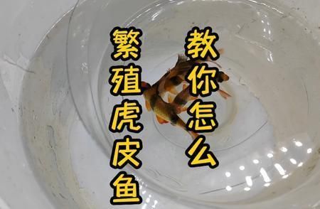 如何提高四紋虎魚繁殖成功率，四紋虎魚繁殖水質調控方法四紋虎魚繁殖水質調控方法