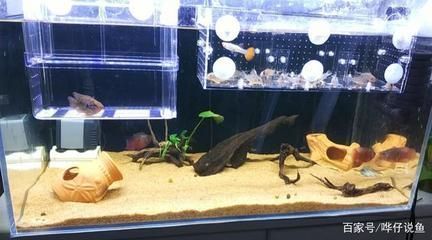 熱帶魚混養兼容性指南，混養熱帶魚時兼容性是關鍵因素之一提供了一份指南