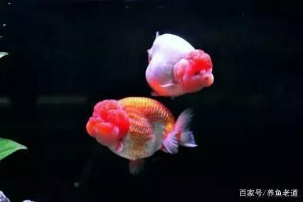 熱帶魚混養兼容性指南，混養熱帶魚時兼容性是關鍵因素之一提供了一份指南