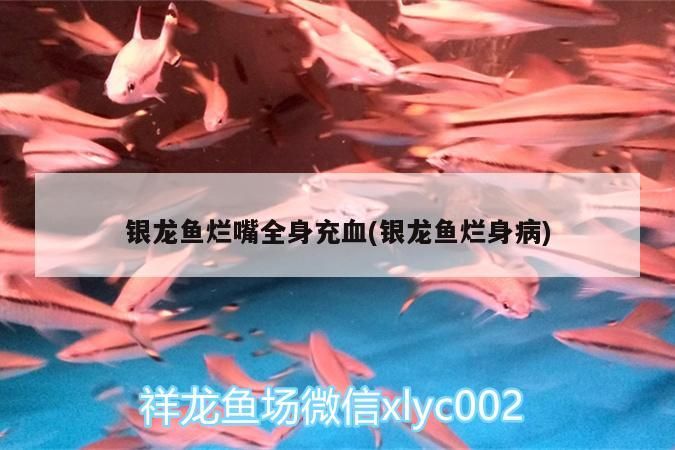 銀龍魚爛嘴全身充血(銀龍魚爛身病)