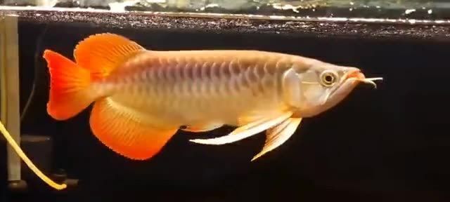 什么是大湖紅龍魚圖片：大湖紅龍魚的飼養技巧
