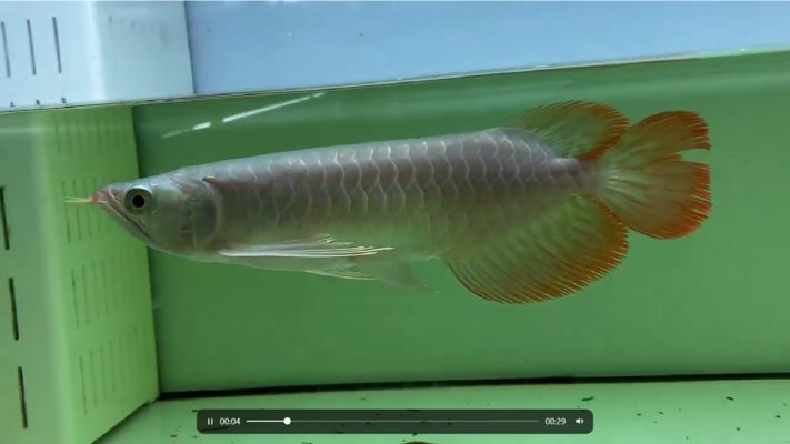 什么是大湖紅龍魚圖片：大湖紅龍魚的飼養技巧