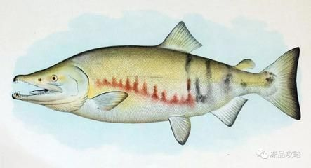 泰國虎魚捕食策略的進化歷程，泰國虎魚在生態系統中的作用研究
