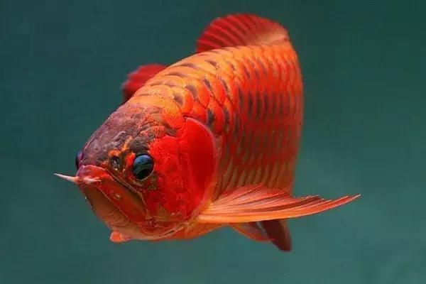 龍魚飼料魚怎么養活的快（如何正確配比龍魚飼料中的蛋白質和脂肪比例）