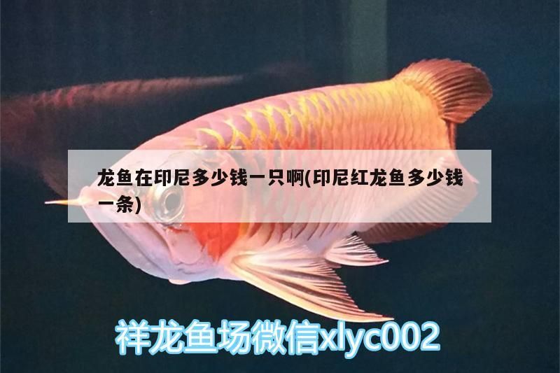 龍魚在印尼多少錢一只啊(印尼紅龍魚多少錢一條) 龍魚在印尼多少錢一只啊(印尼紅龍魚多少錢一條) 紅龍魚百科 第3張
