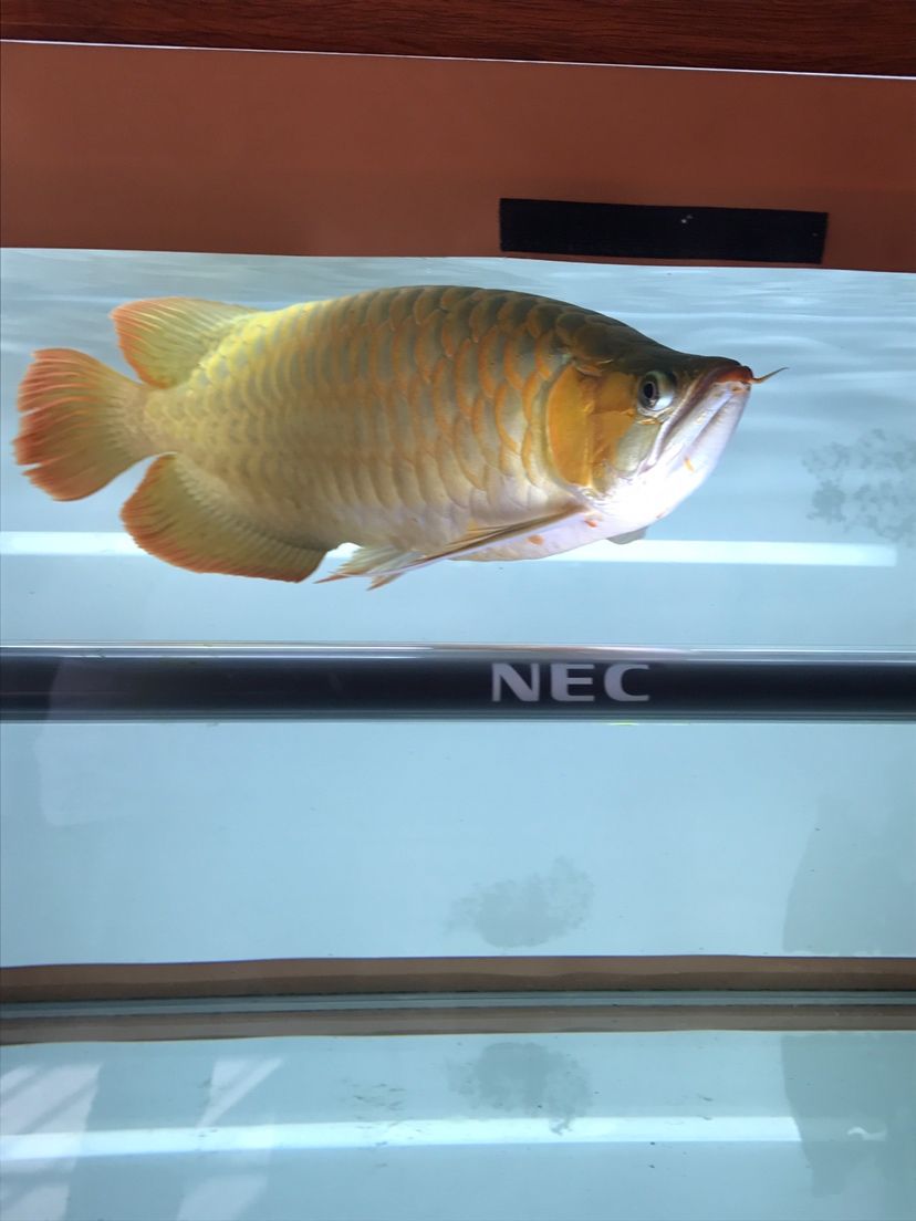 愉快的假期 愉快的假期 魚缸百科 第4張