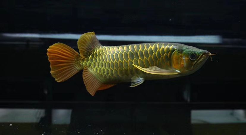 歲月龍魚圈