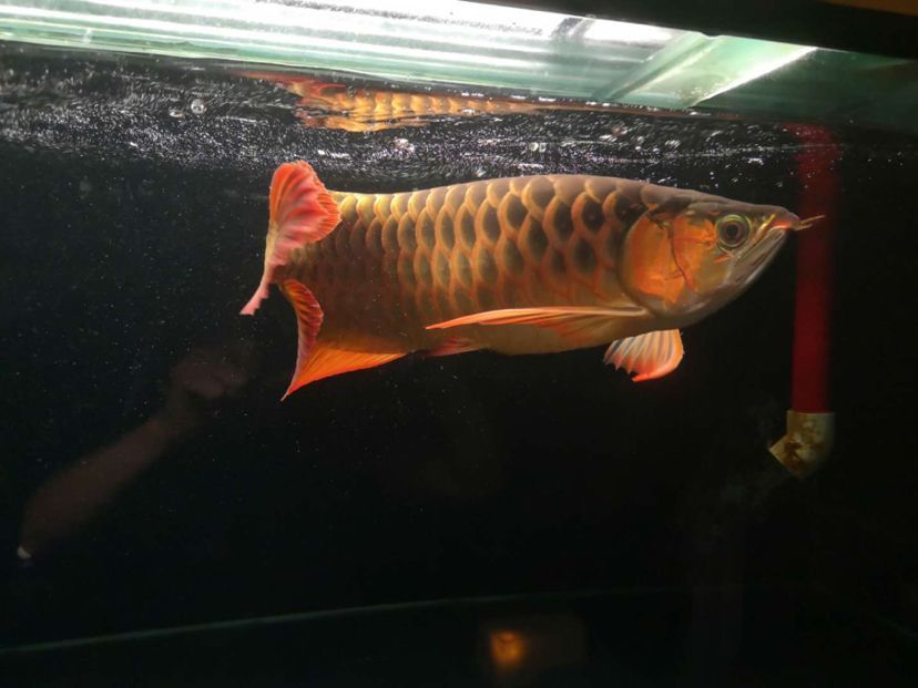 歲月龍魚圈