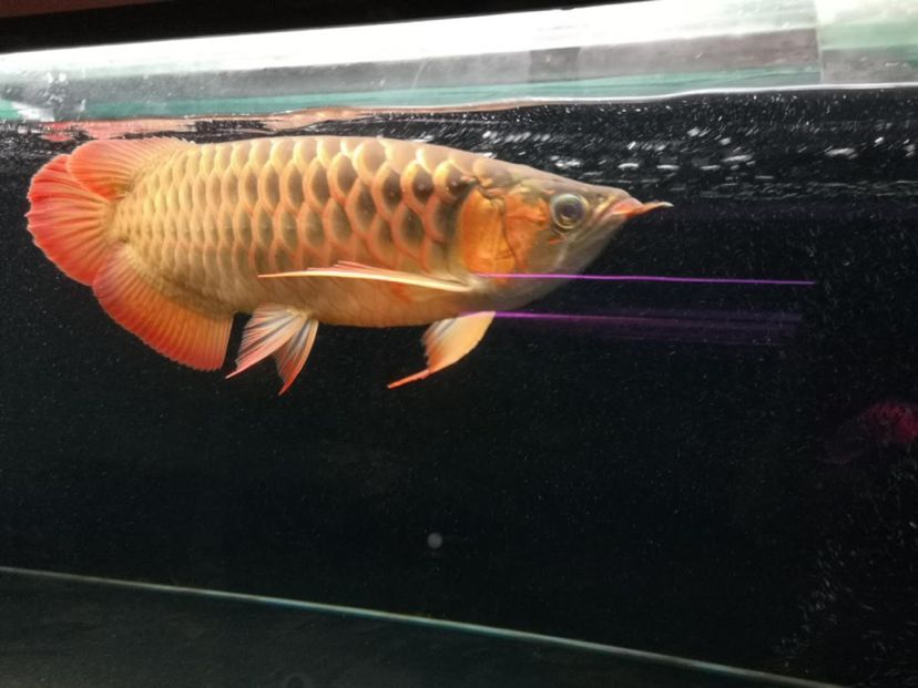 歲月龍魚圈