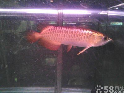 過(guò)背金龍魚(yú)飼料價(jià)格區(qū)間：過(guò)背金龍魚(yú)飼料價(jià)格推薦過(guò)背金龍魚(yú)飼料價(jià)格趨勢(shì)