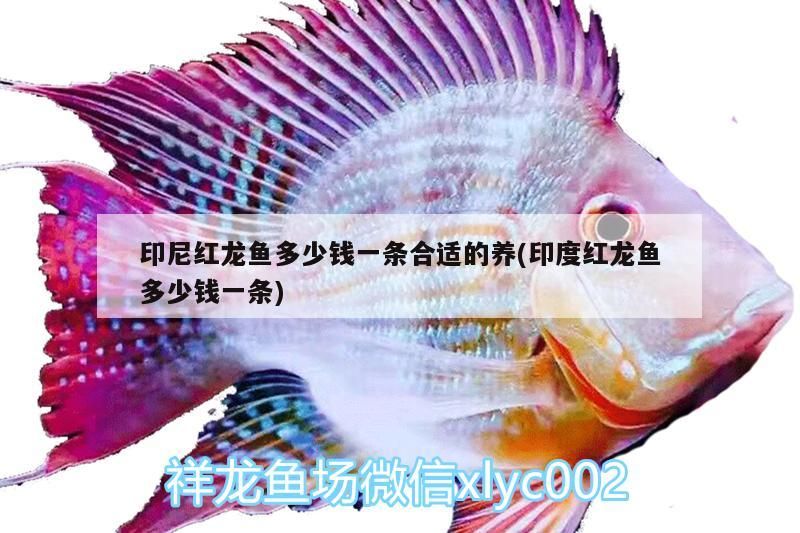 印尼紅龍魚多少錢一條合適的養(印度紅龍魚多少錢一條)